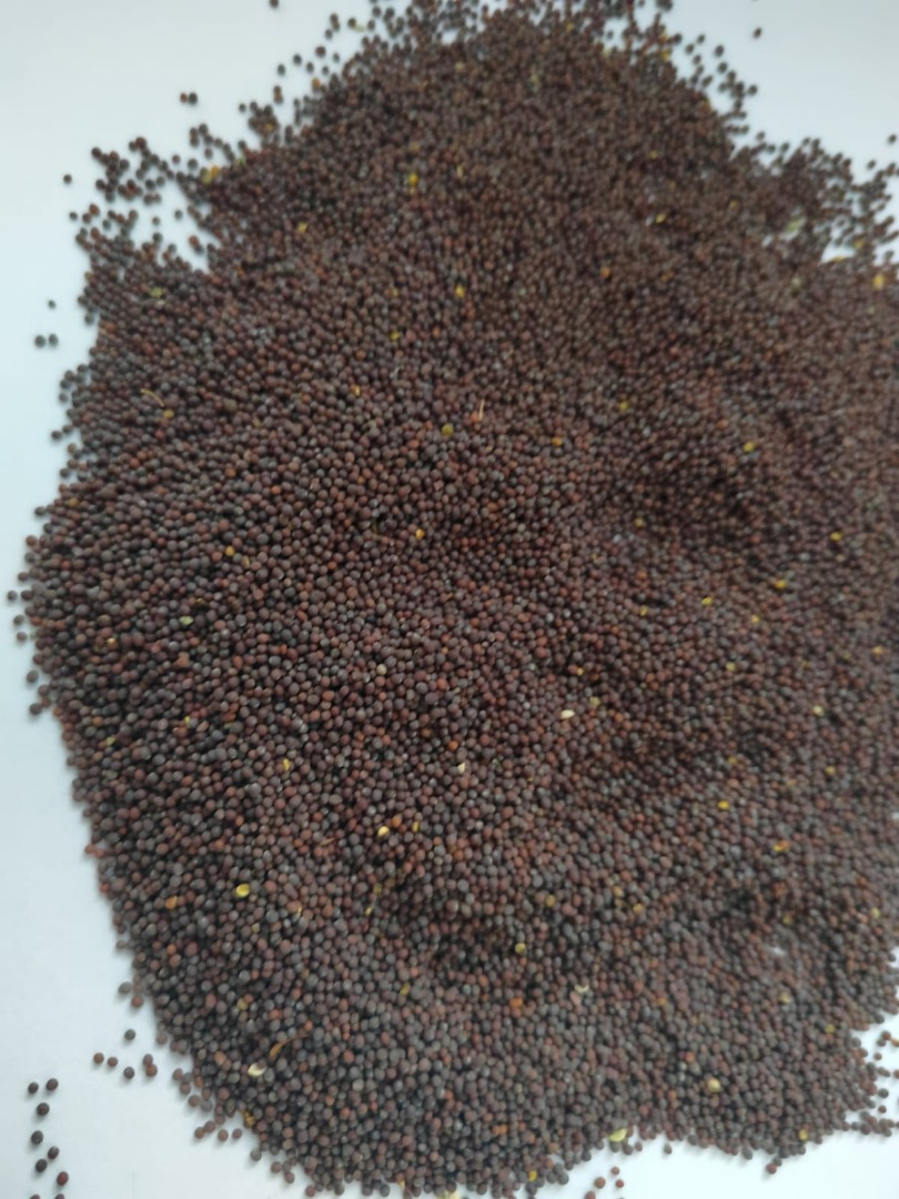 Our company Ingran offers brown mustard seeds (Brassica nigra)